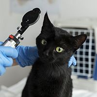 close-up-veterinarian-taking-care-cat