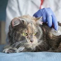 Doctor testing animal with a stethoscope