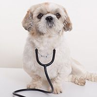 Portrait of vet pekingese dog isolated over white background, fu